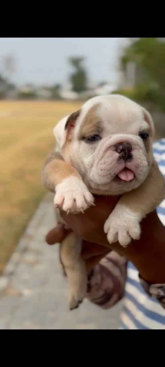 Buy lovable English Bulldog Puppy from Bangalore